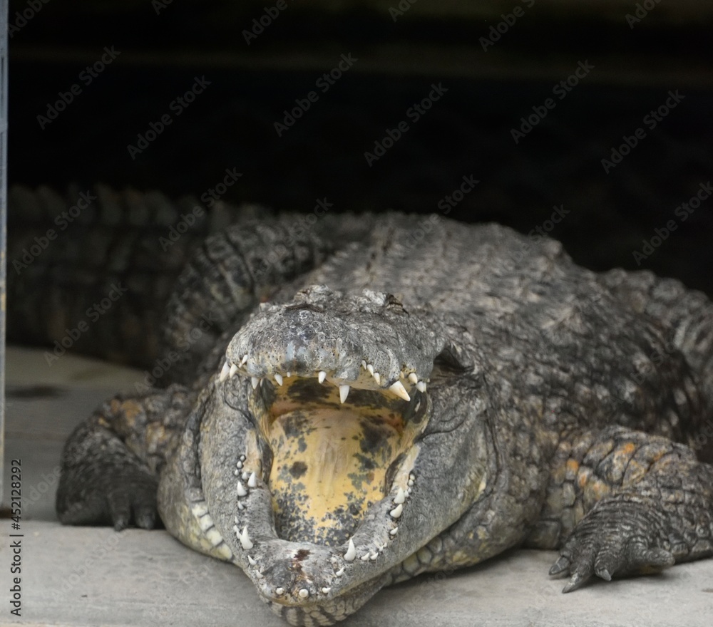 Fototapeta premium Crocodile d'Afrique de l'Ouest