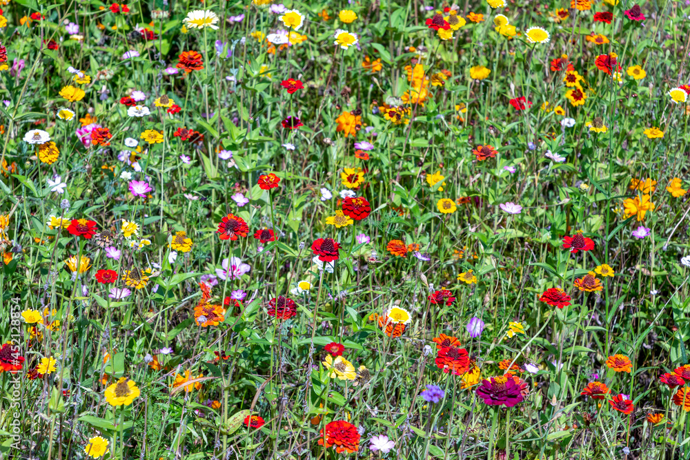 beautiful multi colored wild flower meadow