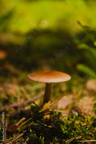 mushroom in the grass