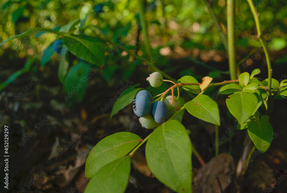 blueberries on the bushes waiting to be harvested blueberries on the bushes waiting to be harvested