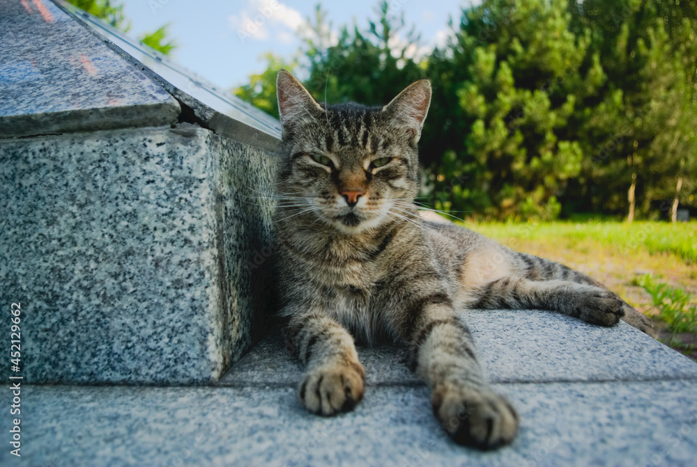 cat on the grass