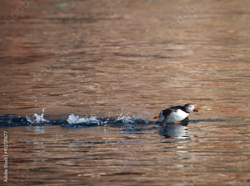 Atlantic Puffin or Common Puffin, Fratercula arctica taking off from the Atlanti Fototapete