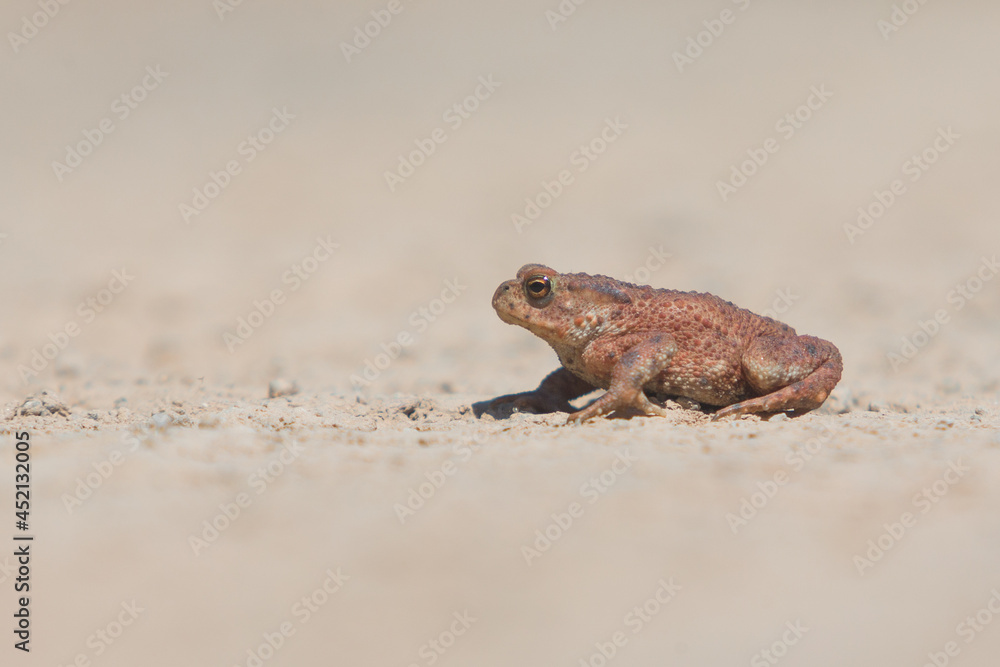 Obraz premium Toad with plain background basking in the sun.