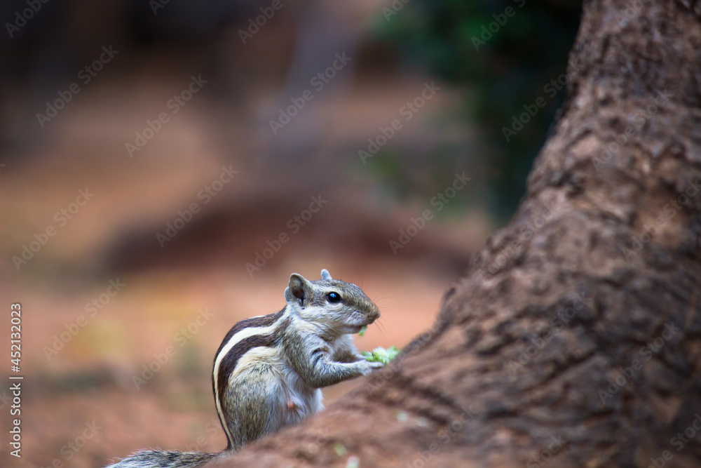Indian Palm Squirrel or Rodent or also known as the chipmunk sitting on the rock and eating grains from the ground
Indian Palm Squirrel or Rodent or also known as the chipmunk sitting on the rock and eating grains from the ground