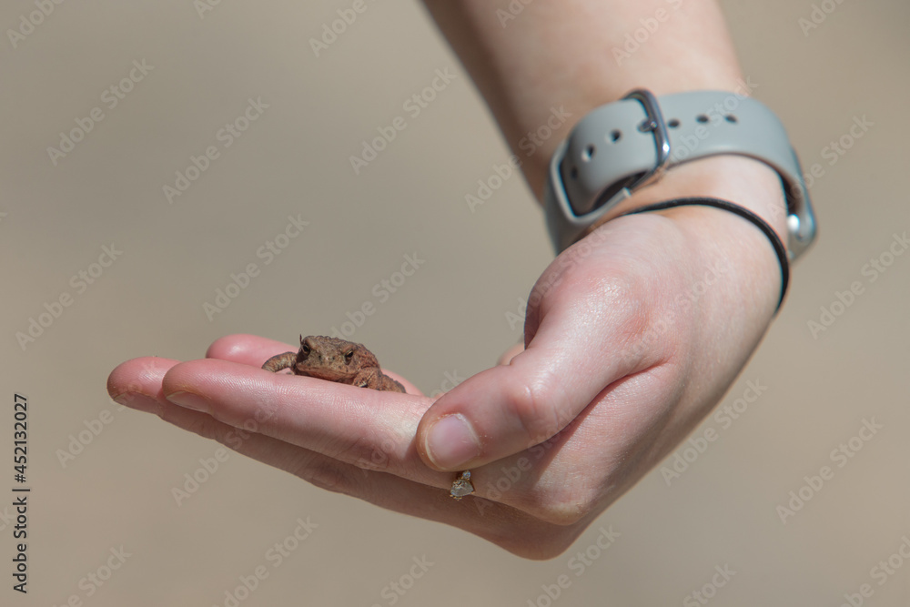 Obraz premium Toad in Hands of a Girl with watch strap, ring