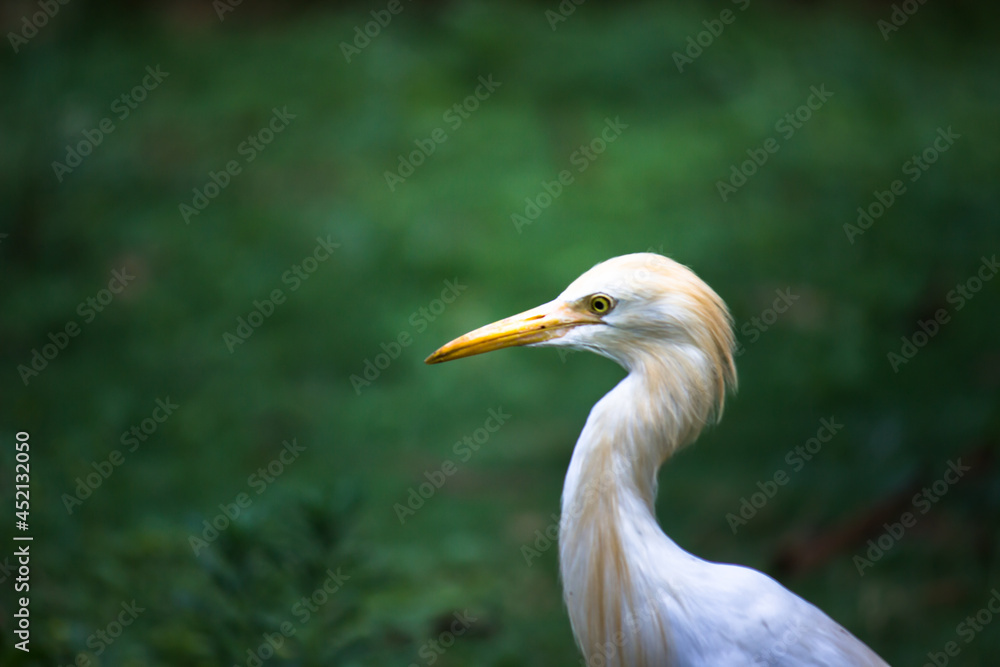 Cattle Egret or known as the bubulcus Ibis Standing Firmly near the plants for insects and pest
Cattle Egret or known as the bubulcus Ibis Standing Firmly near the plants for insects and pest