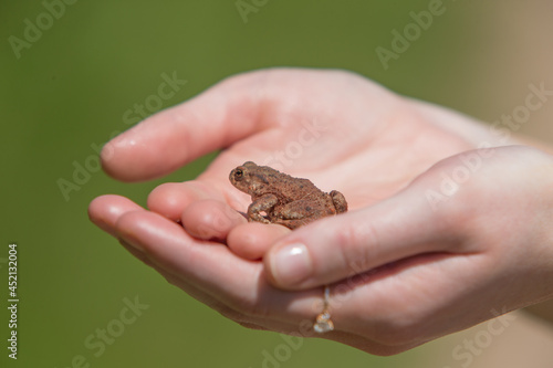 Big toad in children's hand