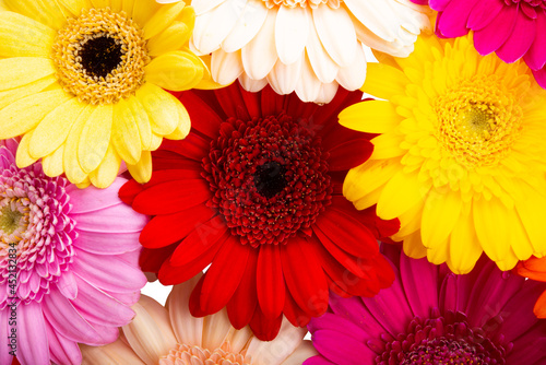 background of beautiful gerbera daisies in different colors close up