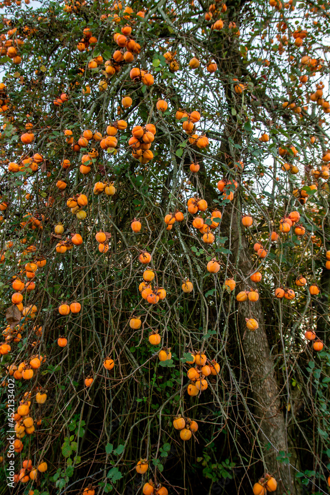 Kaki tree ripe fruits