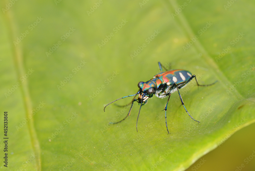 Tiger beetle on leaf Tiger beetle on leaf