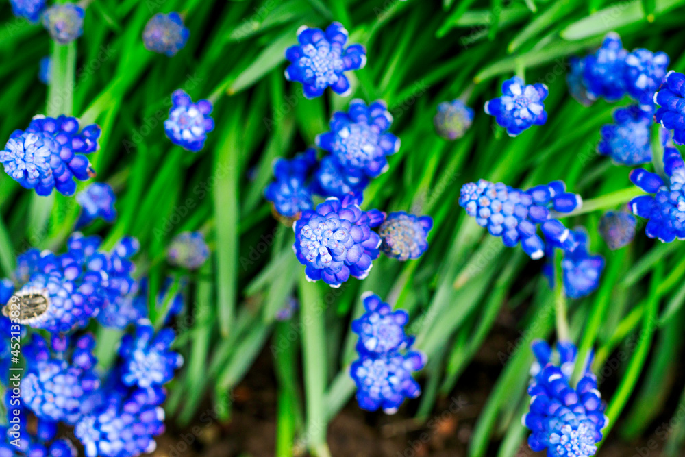 blue mouse hyacinth bloomed in the garden in spring blue mouse hyacinth bloomed in the garden in spring