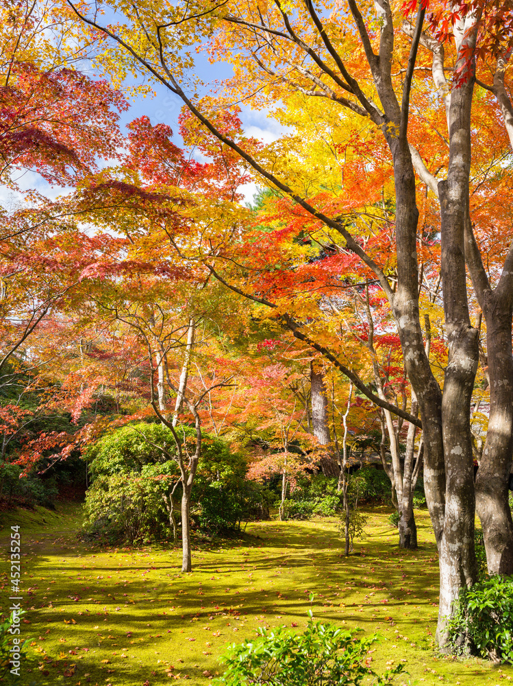 Beautiful autumn foliage in Kyoto, Japan