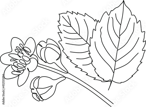 hazelnut line art