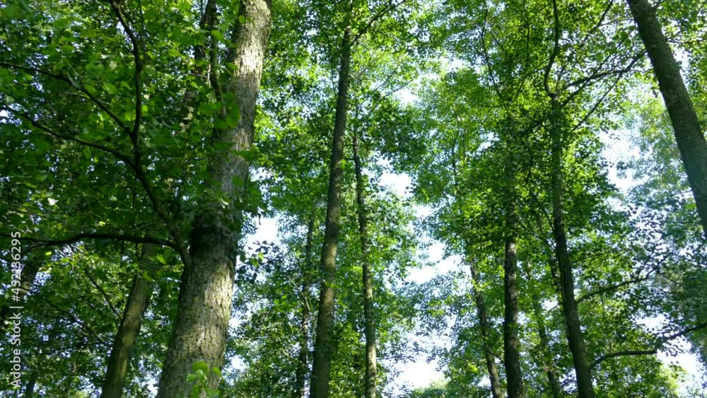 Green forest. The sun's rays shine through the leaves on the branches of trees. Green forest. The sun's rays shine through the leaves on the branches of trees.