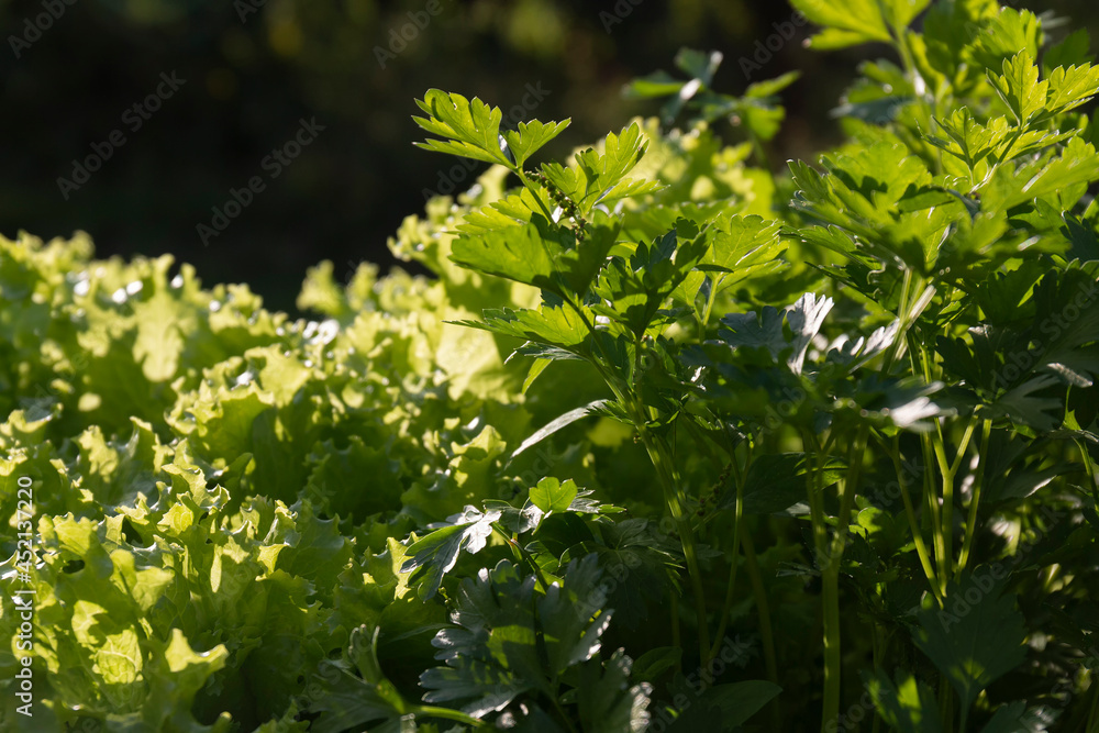 A closeup shot of salad and parsley leaves in the sunlight by summer day A closeup shot of salad and parsley leaves in the sunlight by summer day