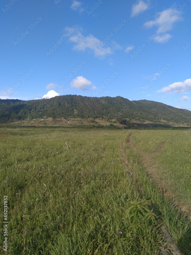 Fototapeta premium grass and sky