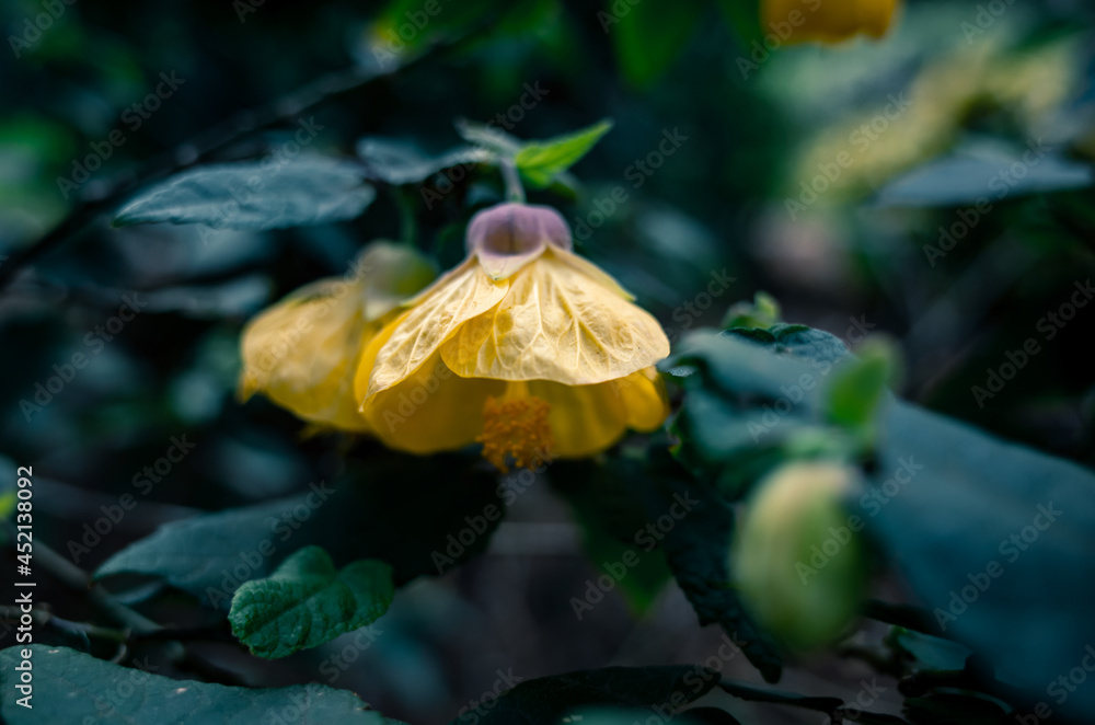 yellow flower in the garden yellow flower in the garden