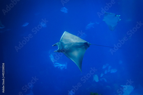Devil fish (Mobula mobular), also known as the giant devil ray.