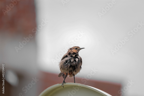 Closeup shot of an adorable lark burd with blurred background photo