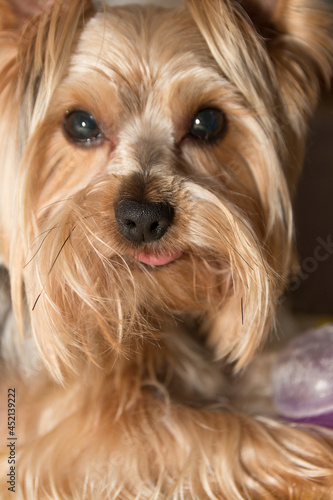 Yorkshire Terrier