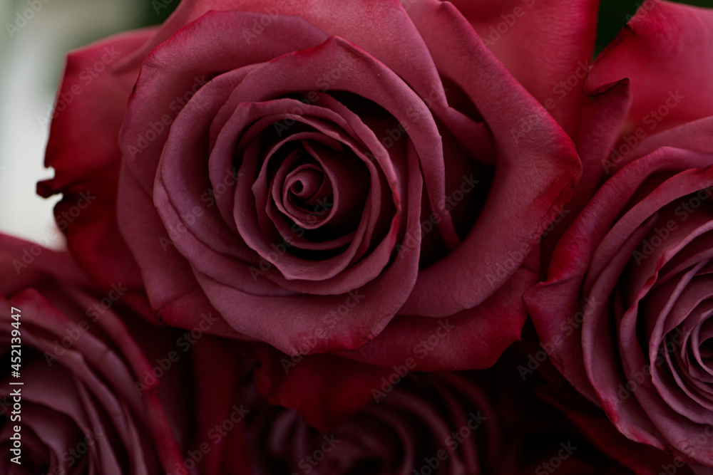 red rose closeup red rose closeup