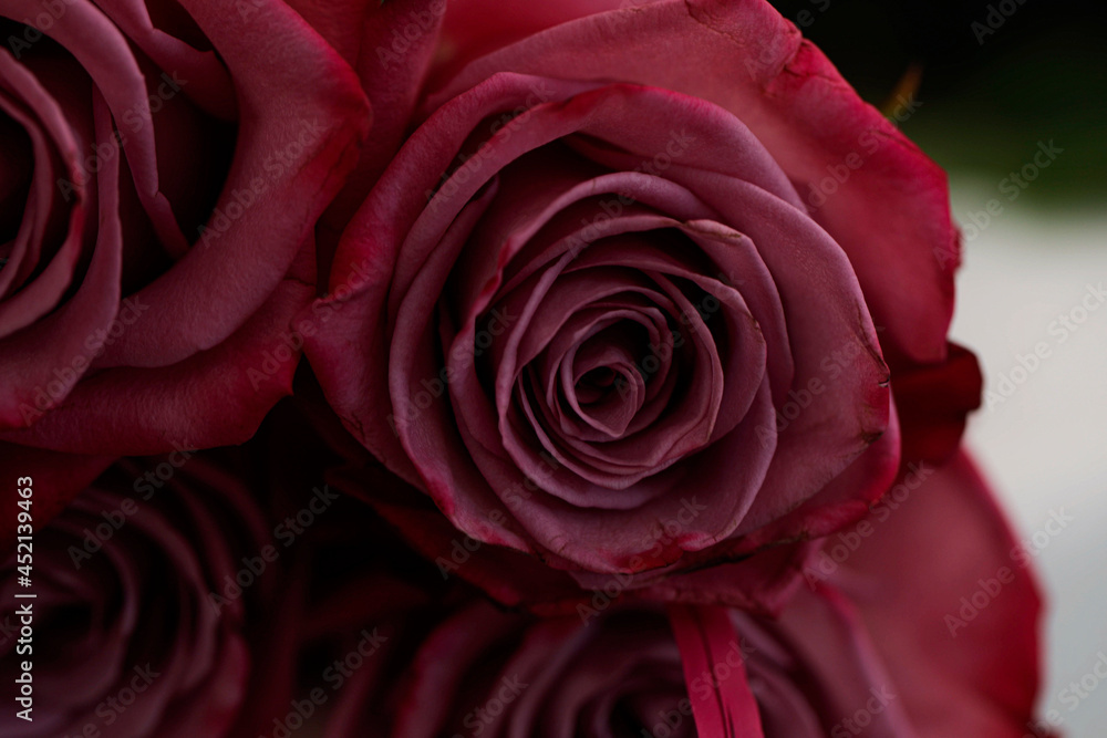 red rose close up red rose close up