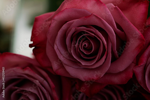 red rose close up