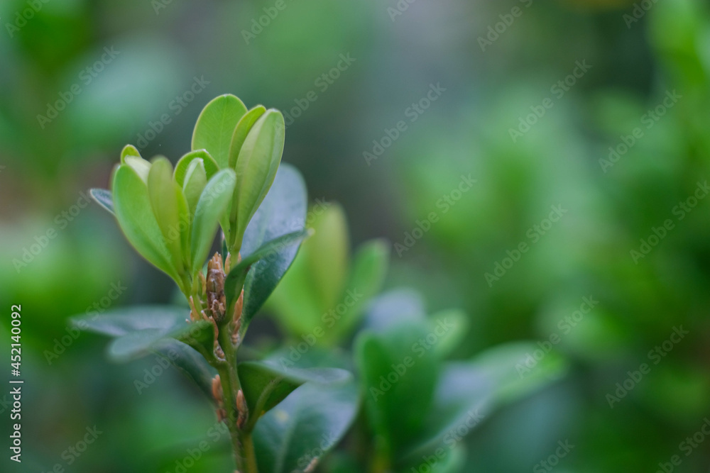 Green background from plants. Decorative green plant. Green background from plants. Decorative green plant.