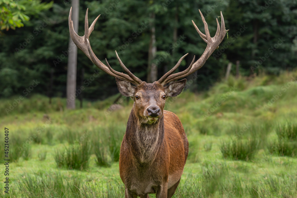 portrait of a male red deer, cervus elaphus in an enclosure in Scheuereck, Nationalpark Bayerischer Wald portrait of a male red deer, cervus elaphus in an enclosure in Scheuereck, Nationalpark Bayerischer Wald