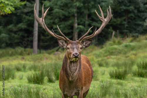 portrait of a male red deer, cervus elaphus in an enclosure in Scheuereck, Nationalpark Bayerischer Wald
