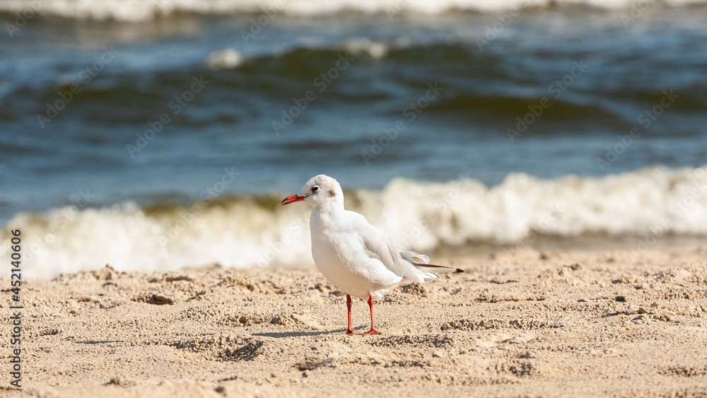 Mewa na plaży