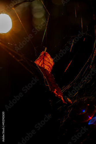 Orange maple leaf wrapped in spiders web during morning sunrise