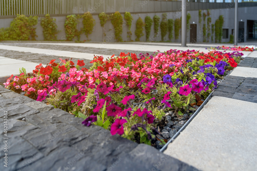 Decorative form of flower bed with petunias among grey stone tiles in front of entrance to business center in city outdoors