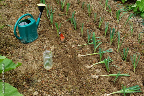 Poireaux en cours de plantation photo