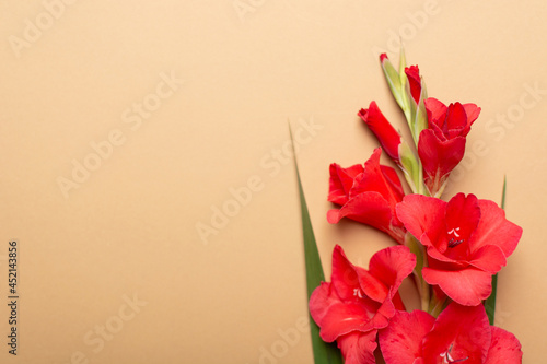Vászonkép Beautiful red gladiolus on pastel beige color paper background