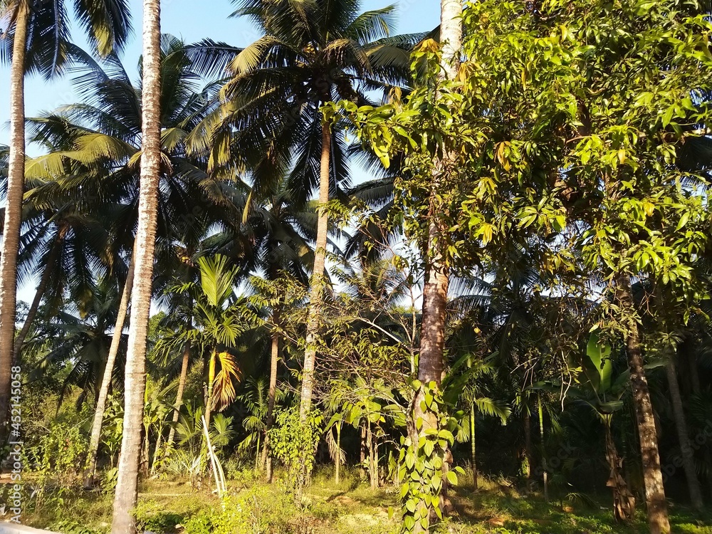 Fototapeta premium palm trees on the beach, coconut tree, coconut tree farm