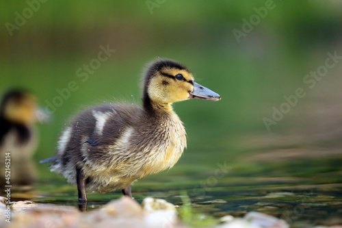 The mallard or wild duck (Anas platyrhynchos) a small duck with down feathers on the water. Small hairy ball. Duckling in the morning sun with green background.