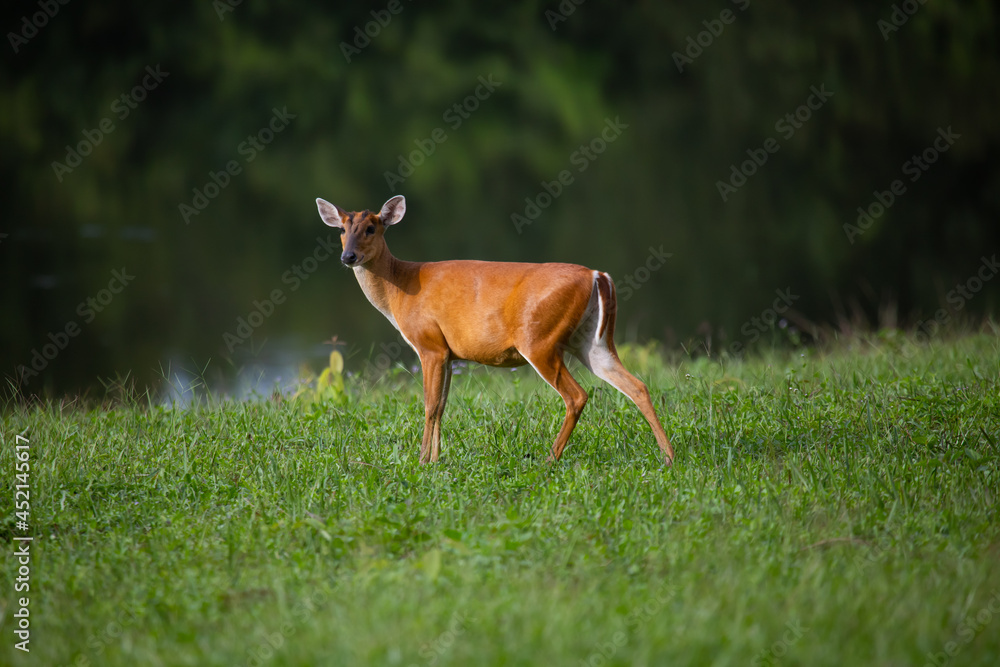 deer in the grass