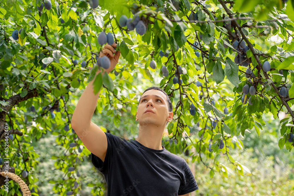 the man in the garden is harvesting the man in the garden is harvesting