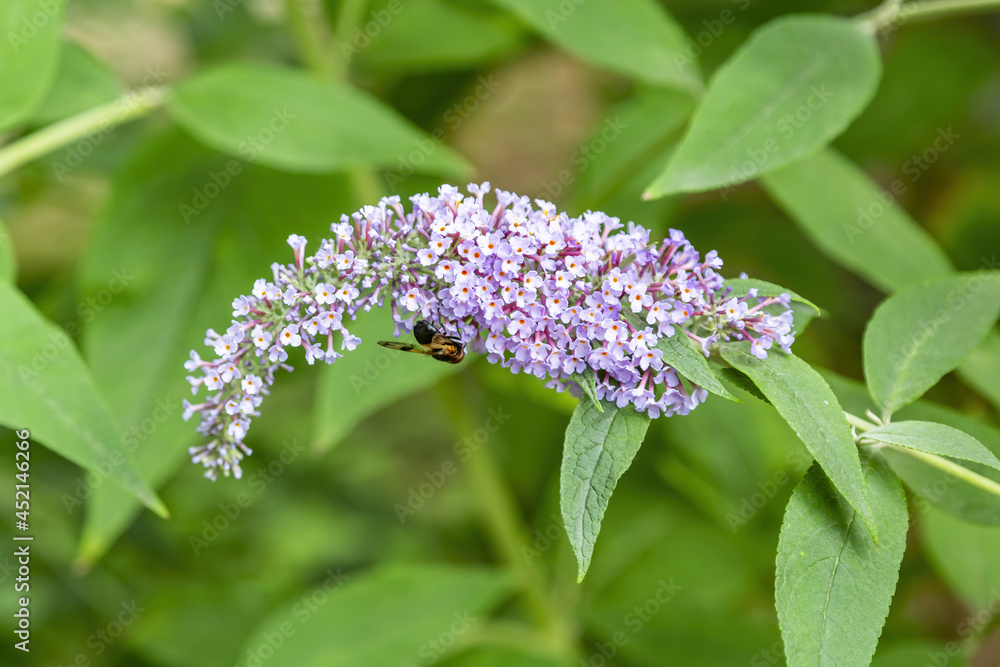 Buddleja. Beautiful blooming bright summer flower of the family Buddlejaceae Buddleja. Beautiful blooming bright summer flower of the family Buddlejaceae