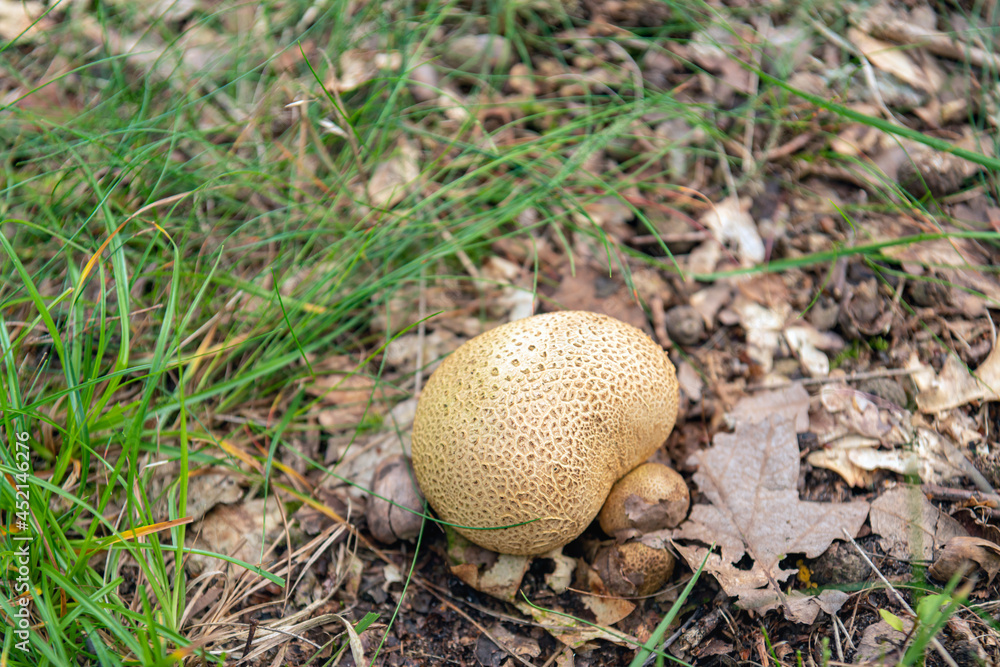 Closeup of a common earthball in the foreground between fresh green blades of grass and brown fallen oak leaves. The earthball will appear early this year because it is still summer in the Netherlands Closeup of a common earthball in the foreground between fresh green blades of grass and brown fallen oak leaves. The earthball will appear early this year because it is still summer in the Netherlands