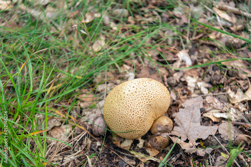 Closeup of a common earthball in the foreground between fresh green blades of grass and brown fallen oak leaves. The earthball will appear early this year because it is still summer in the Netherlands