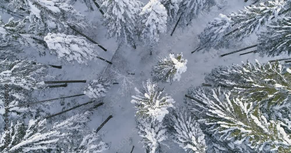 snow covered tree snow covered tree