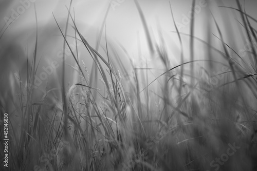 Relaxing view of sea grass in Baltic dunes. Floral black and white background