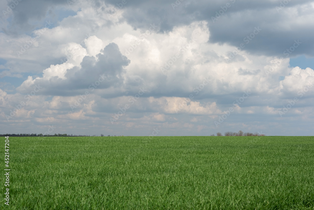 landscape of green grass, against the backdrop of a cloudy blue sky. Minimalism landscape of green grass, against the backdrop of a cloudy blue sky. Minimalism