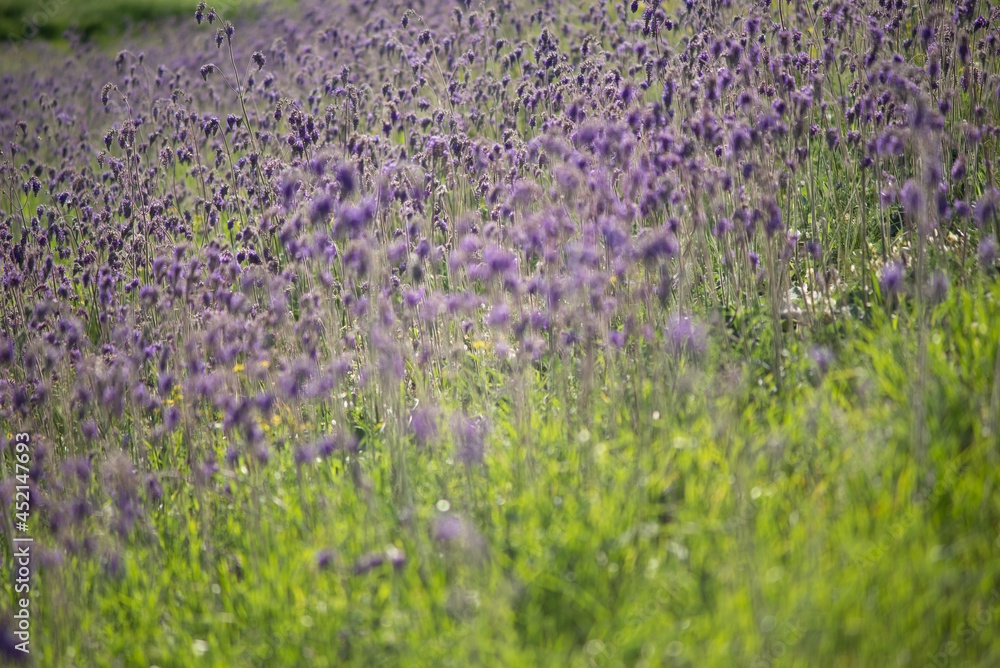 texture of wildflowers in defocus blur. Natural grass background with flowers