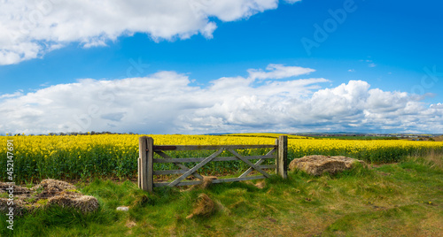 yellow field and blue sky