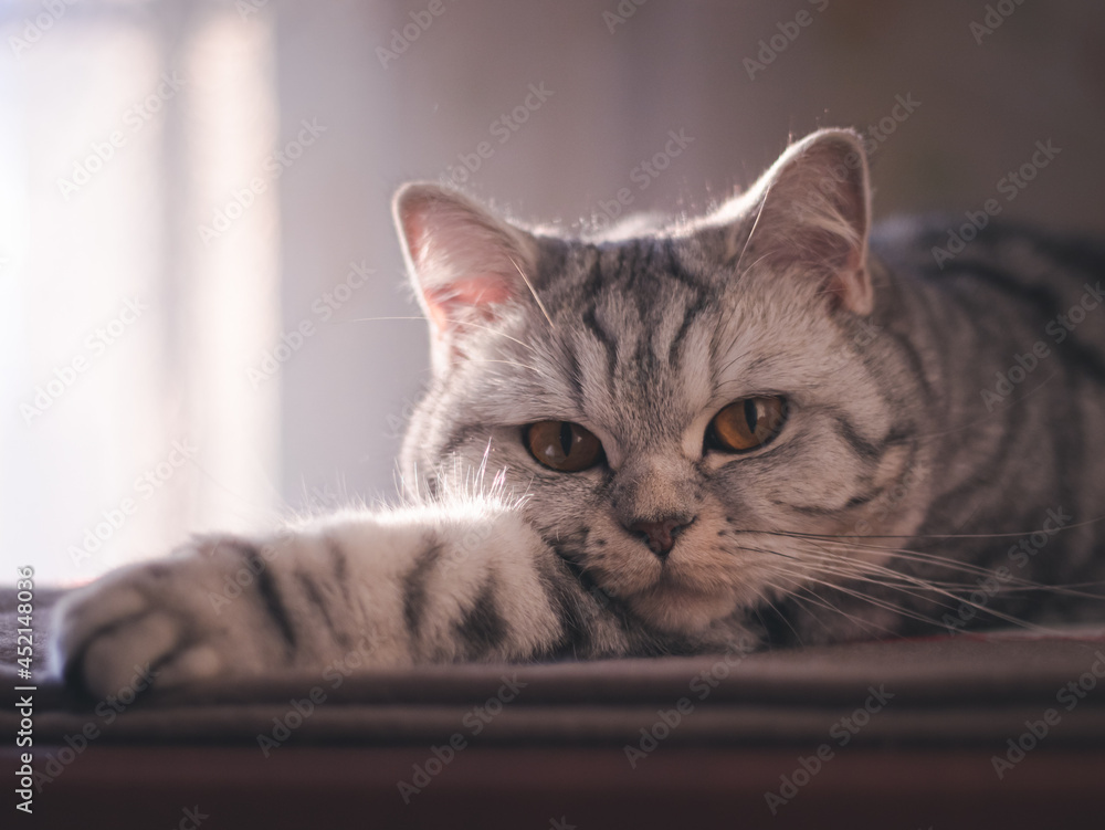 cat on the table