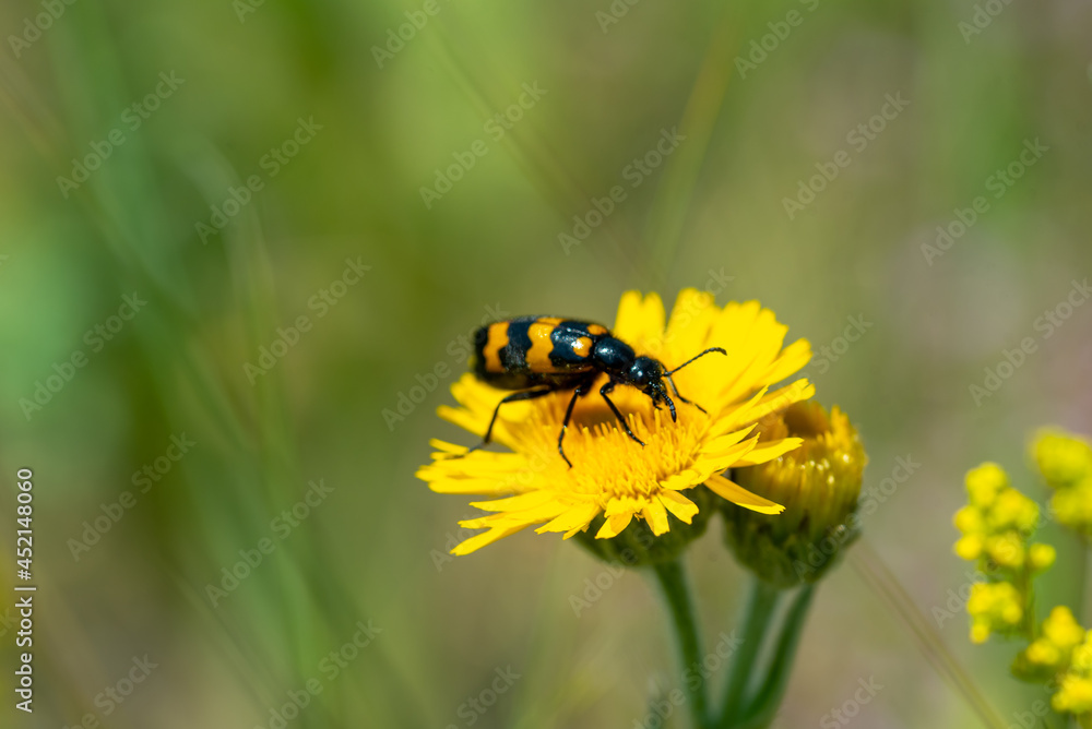 Summer background - a beetle sits on a yellow flower Summer background - a beetle sits on a yellow flower