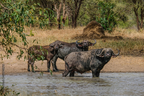 African buffaloes near the river gazing at camera